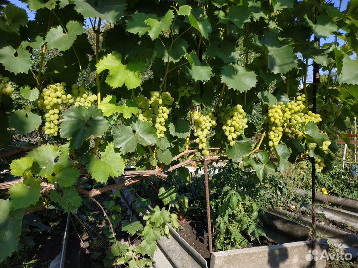 Черенки и саженцы винограда продам