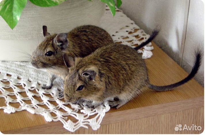 Чилийская белка Дегу