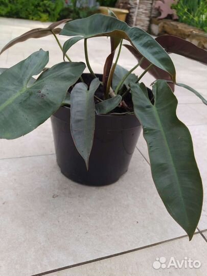 Филодендроны