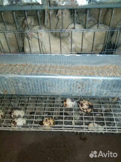 Перепела несушки