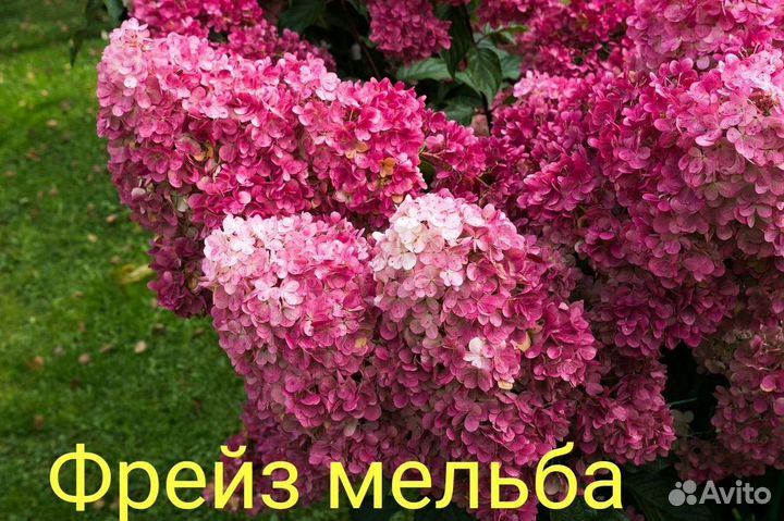 Гортензия Фрайз Мельба