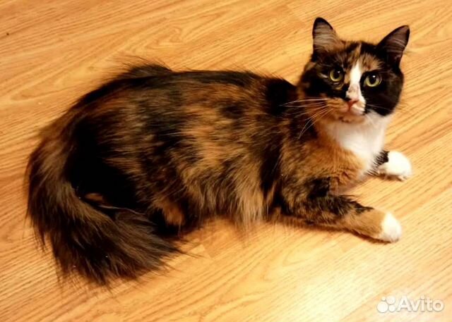 Ариша, примерно, 2-3 года в добрые руки