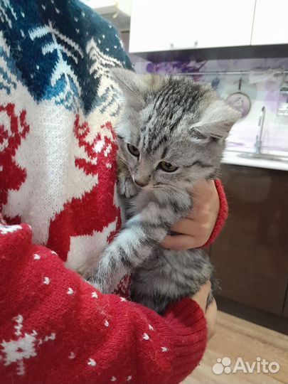 Котенок бесплатно
