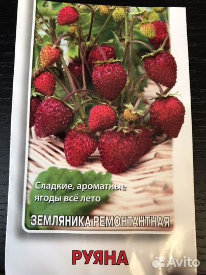 Рассада земляники ремонтантной