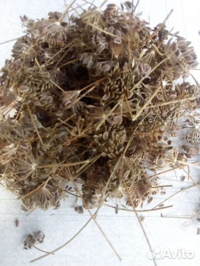 Укроп семена