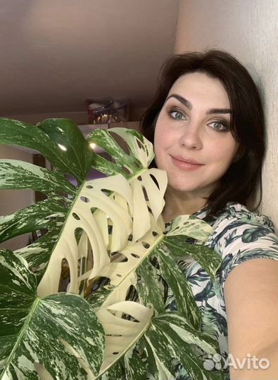 Монстера вариегатная Альба