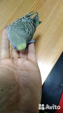 Волнистый попугай