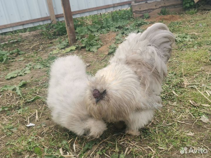 Инкубационное яйцо китайской шёлковой курицы