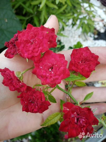 Розочка стелющаяся горизонтальная