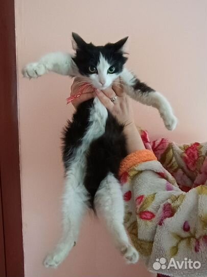 Кошка ищет маму