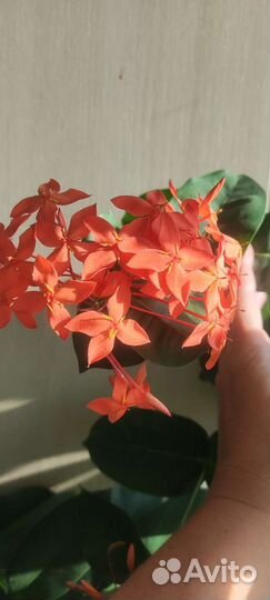 Комнатная экзотика