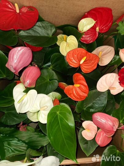 Антуриум микс