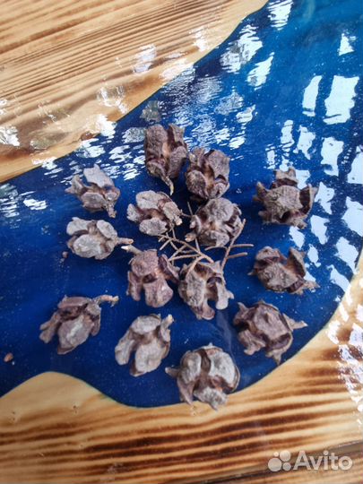 Шишки кипариса, цена за набор 40 шт