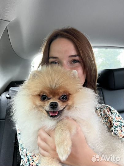 Выгул собак