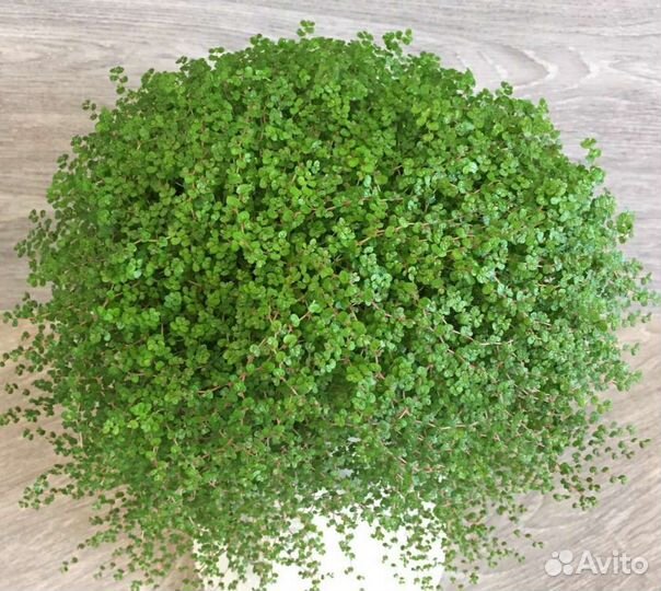 Солейролия (комнатное растение)