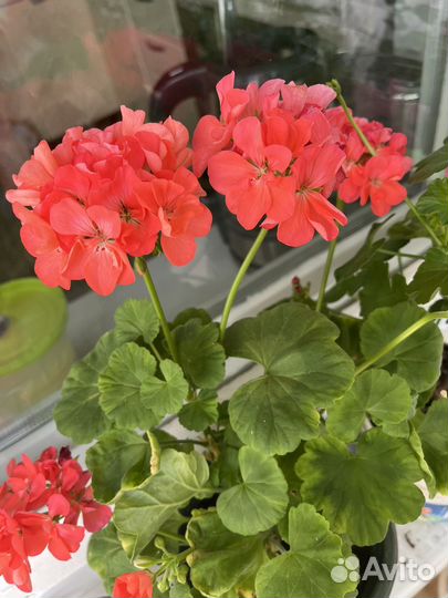 Пеларгония герань коралловая