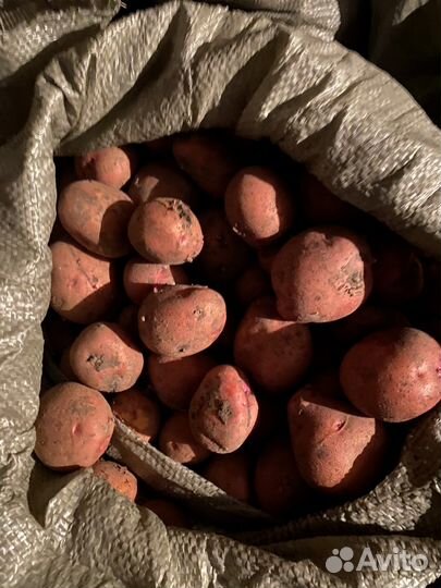 Семенной картофель