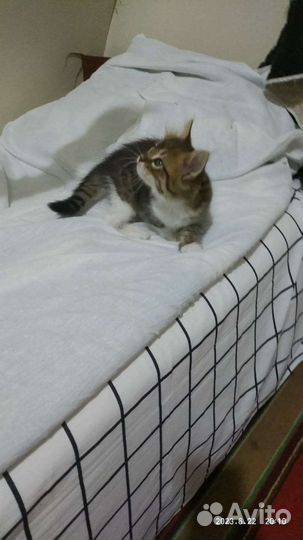 Котята в добрые руки 1,5 месяца