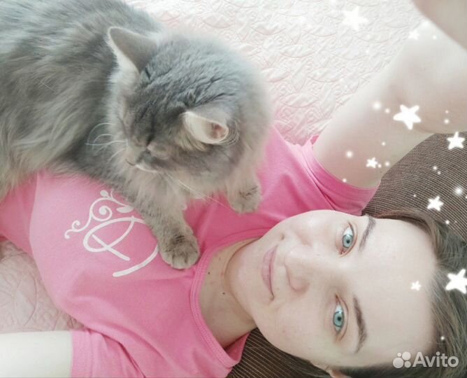 Передержка котиков