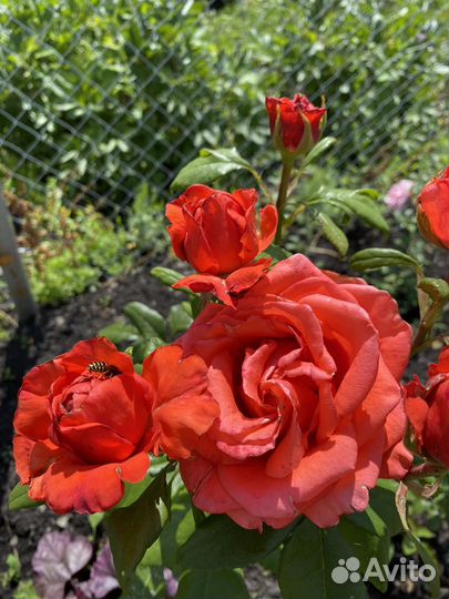 Собственно-корневая роза WOW