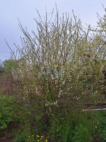 Участок 6 сот. (СНТ, ДНП)