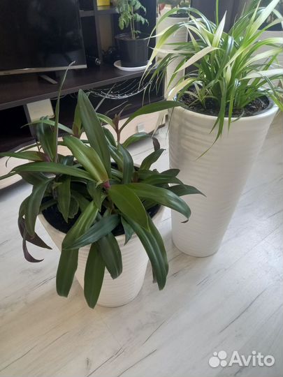 Комнатные растения