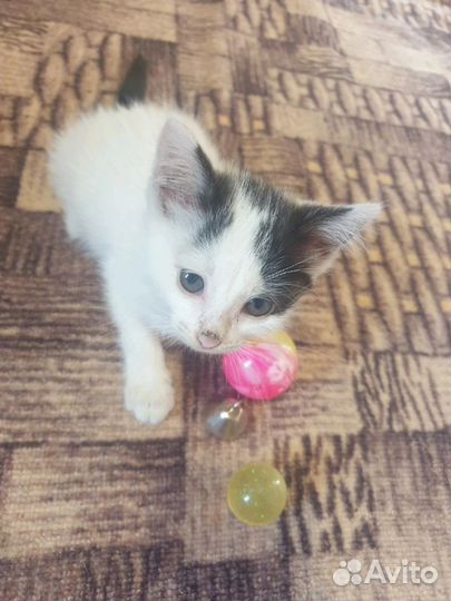 Кошечка 2 месяца