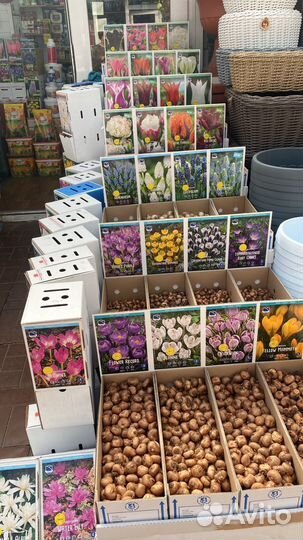 Луковичные растения