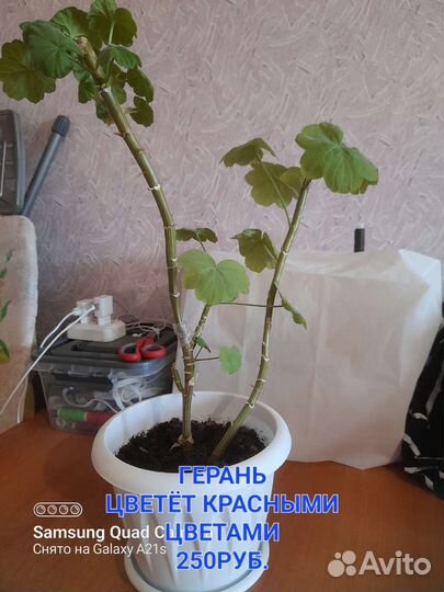 Продам цветы комнатные