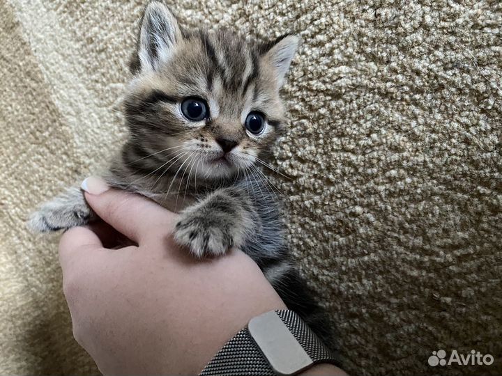 Котята