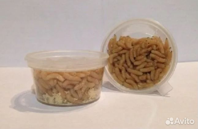 Корм для хищных аквариумных рыб