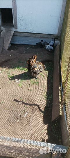 Павловские куры