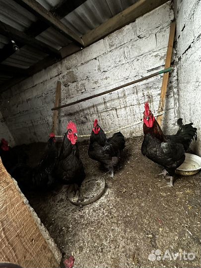 Петухи породы Астролоп и орпинктон 9месяцев