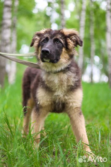 Щенку очень нужен дом