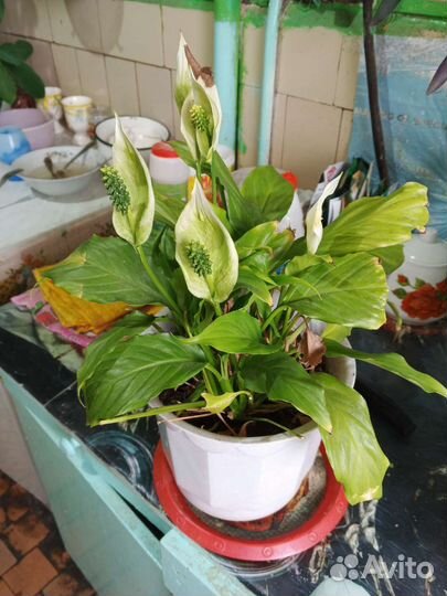 Спатифиллум