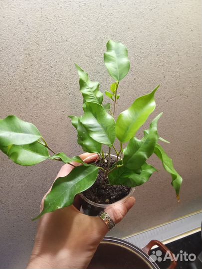 Фикус Голден моник