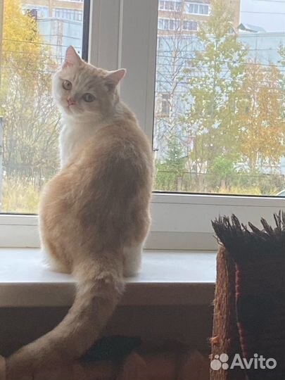 Кот в добрые руки