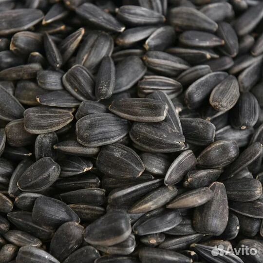 Семечка подсолнух подсолнечник спк масличка