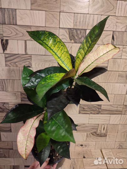 Кротон миссис айстон