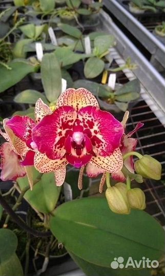 Орхидея Liolin Sparrow Cat