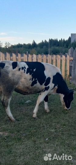 Продам корову на мясо и телка