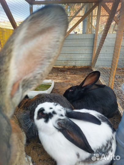 Кролики великаны