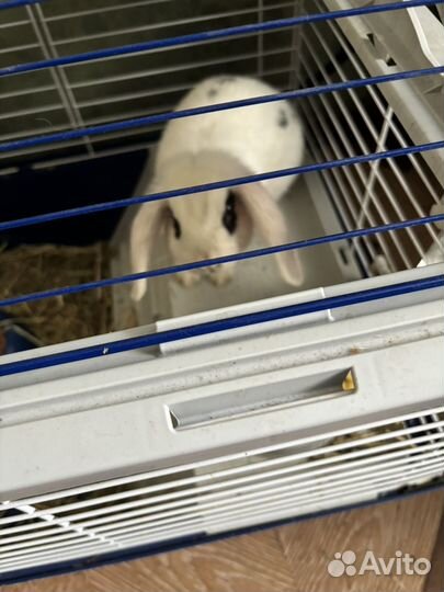 Кролики породы баран вместе с клеткой