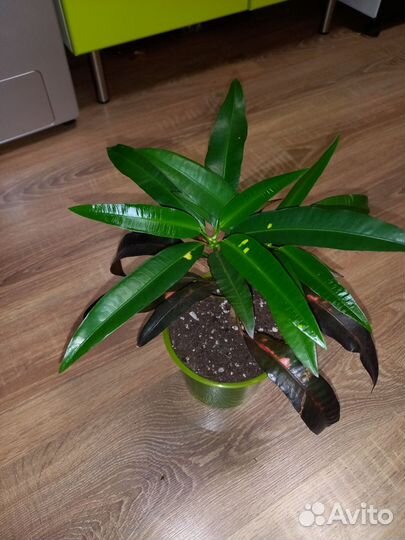 Кротон Мадам Батерффляй