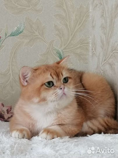 Британская золотая шиншилла. Кот
