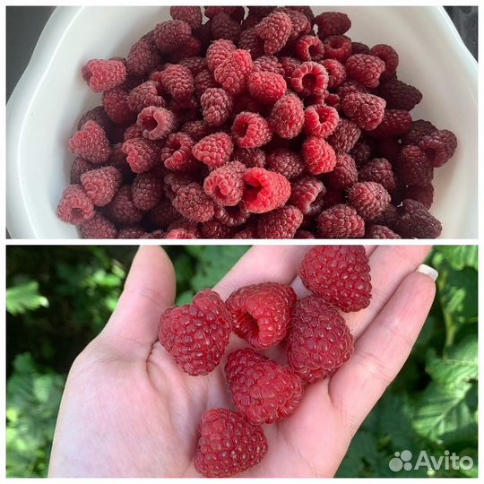 Малина,смородина свежая