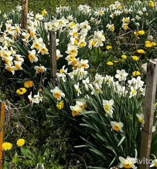 Луковицы нарциссов
