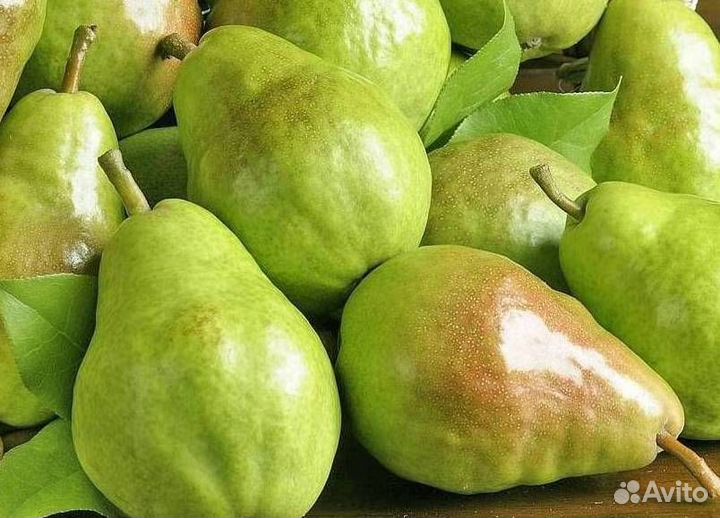 Саженцы груши Чудесница