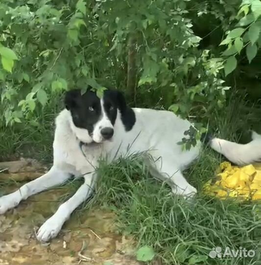 Собака девочка, 1,5 года