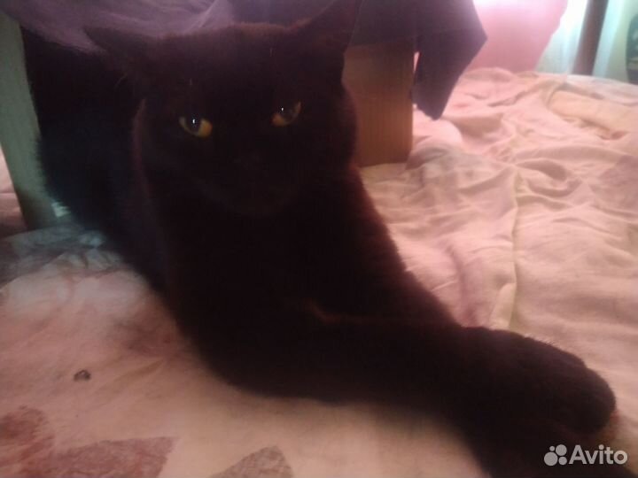 Шотландский котенок